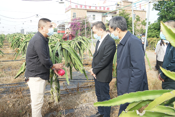 走访建新镇(zhèn)火龙果基地2_副本.jpg