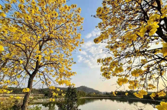黃花風(fēng)鈴木