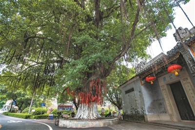 村前古榕遮風雨.jpg