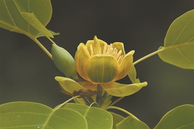 講好中國植物故事 彰顯生物多樣性魅力10.jpg