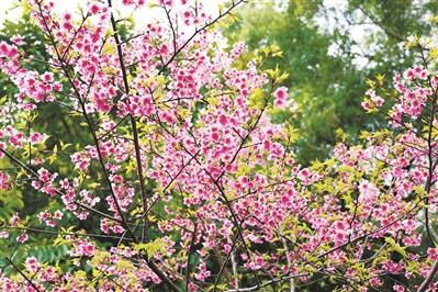 花城廣州揭開“賞櫻”序幕