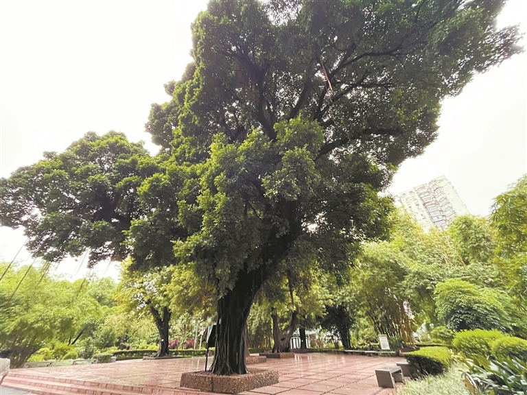 歌舞歡暢 古樹(shù)有伴