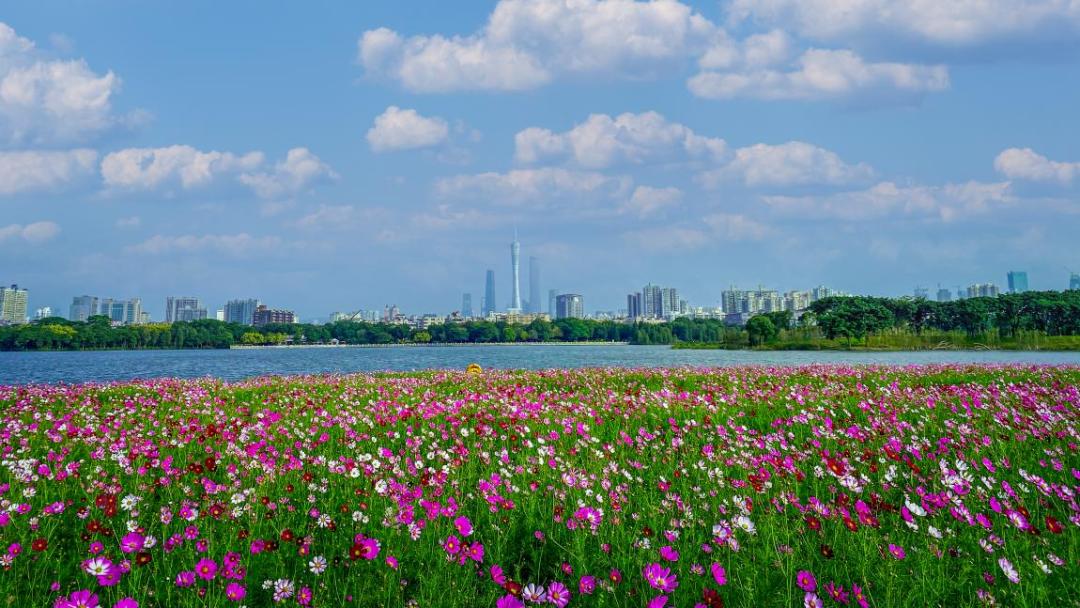 第四屆粵港澳三地觀鳥大賽在海珠濕地正式開賽